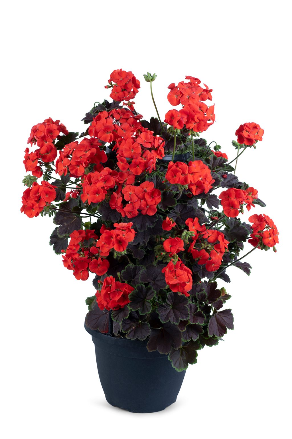 Westhoff Pelargonium Tdh Tall Dark Handsome Blood Orange Cut