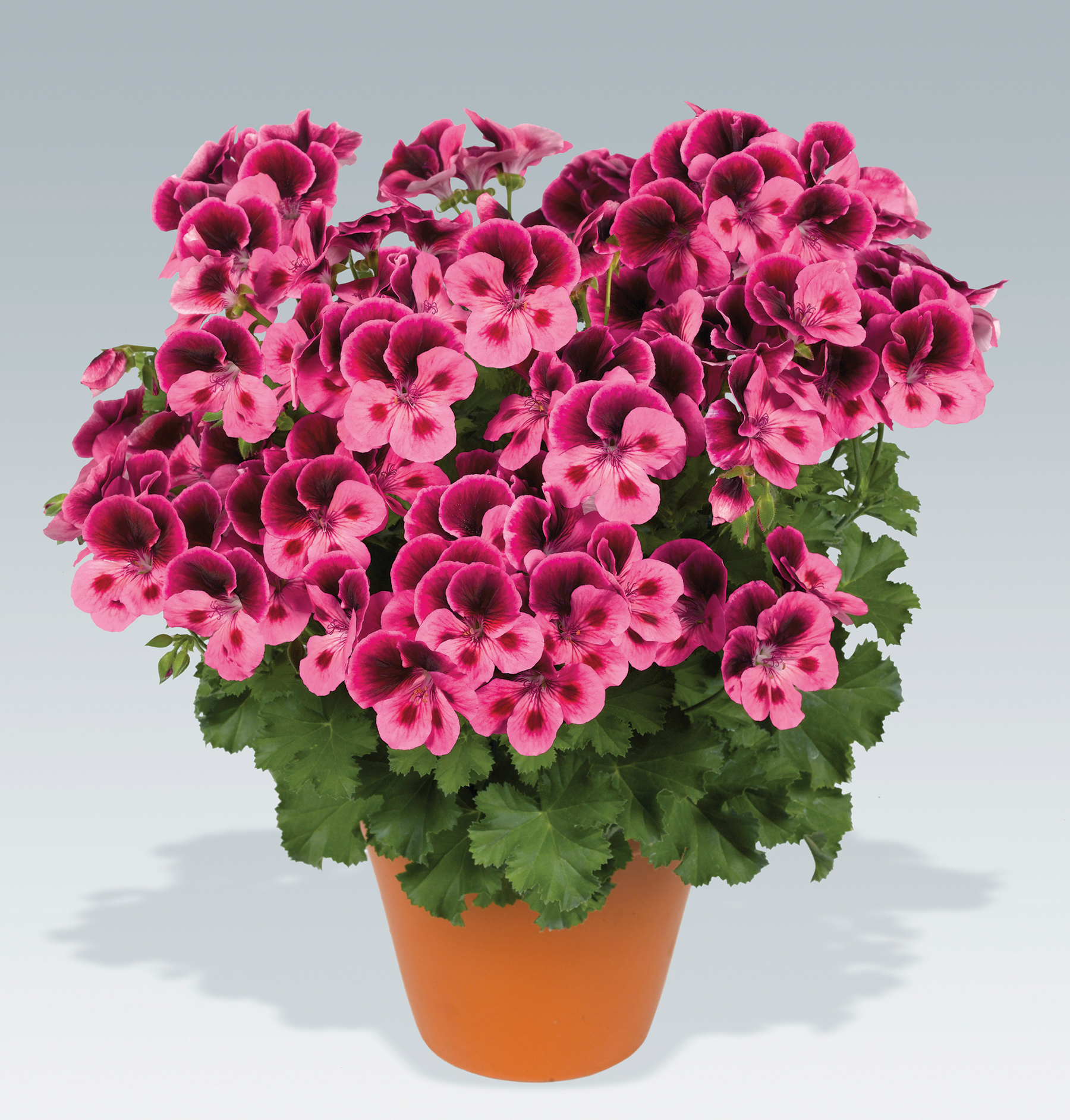 Westhoff Pelargonium-Candy-Flower-Pink-with-Eye-001