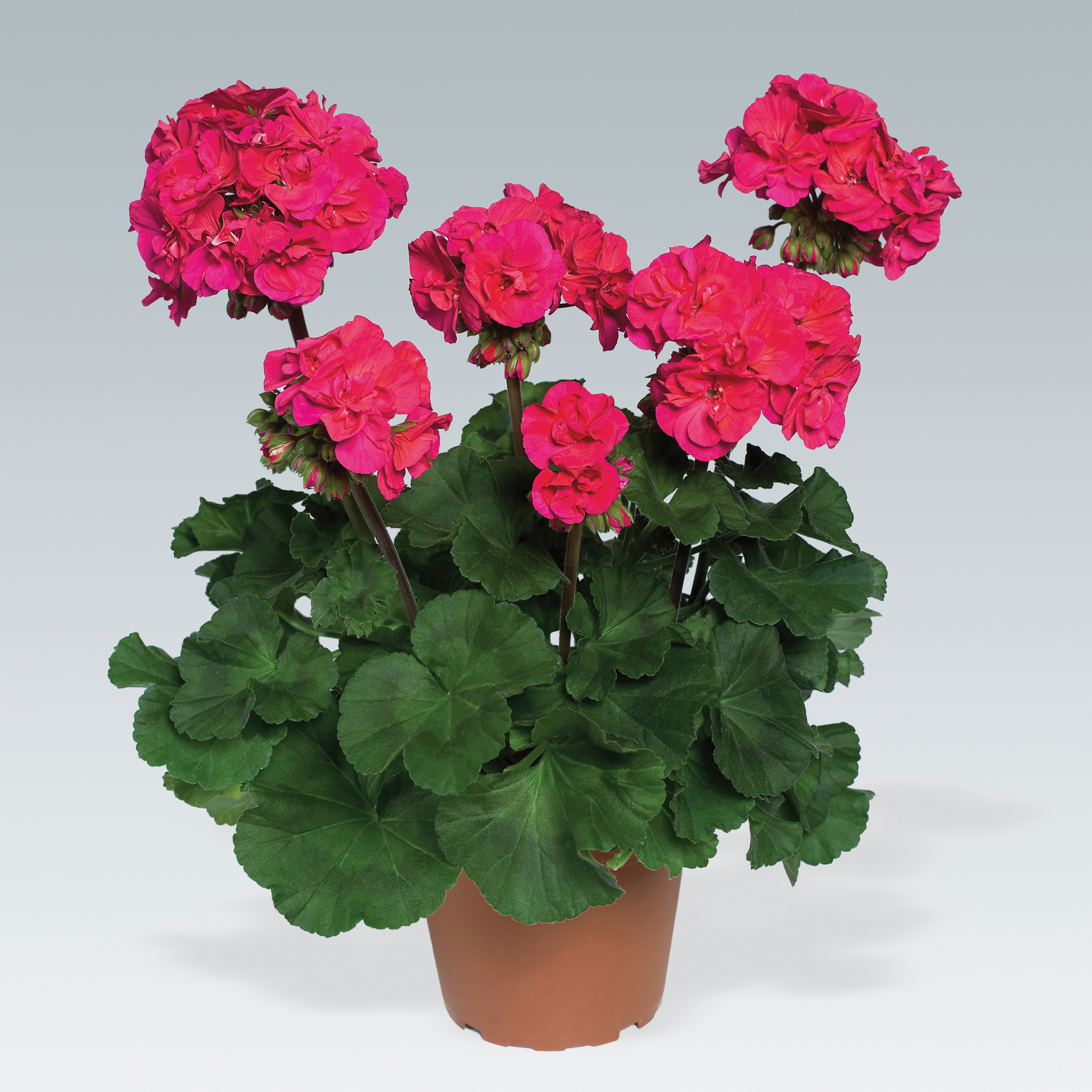 Westhoff pelargonium-darko-cherry-001