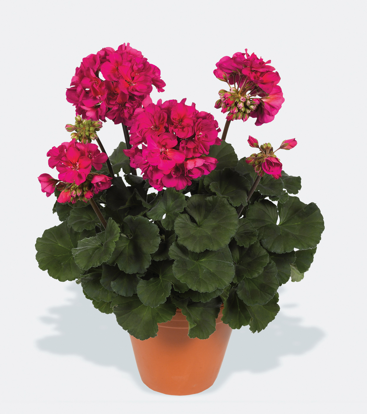 Westhoff pelargonium-darko-neon-purple-001