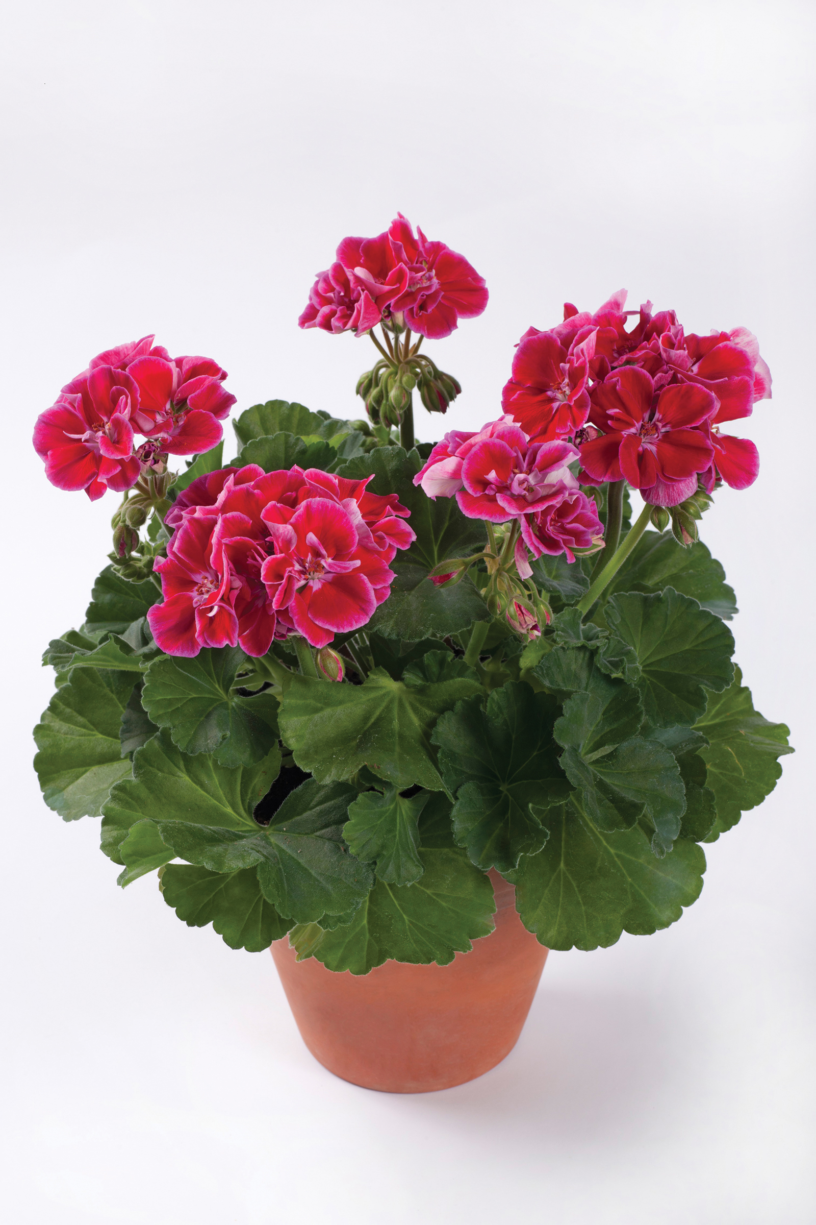 Westhoff pelargonium-darko-spanish-wine-burgundy-001