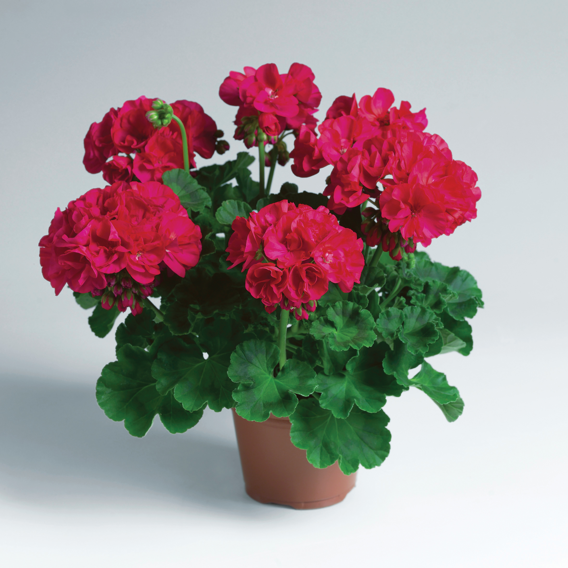 Westhoff pelargonium-elanos-bordeaux-001