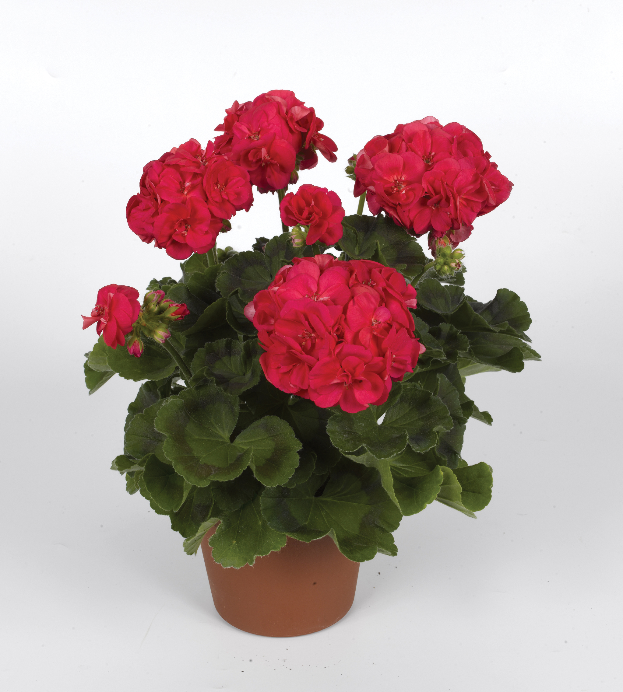 Westhoff pelargonium-elanos-cherry-001