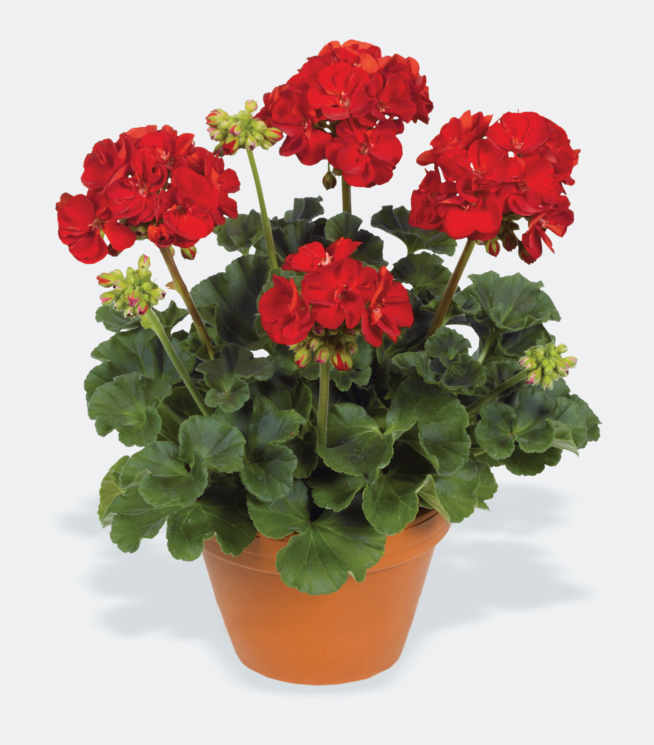 Westhoff pelargonium-elanos-deep-red-001