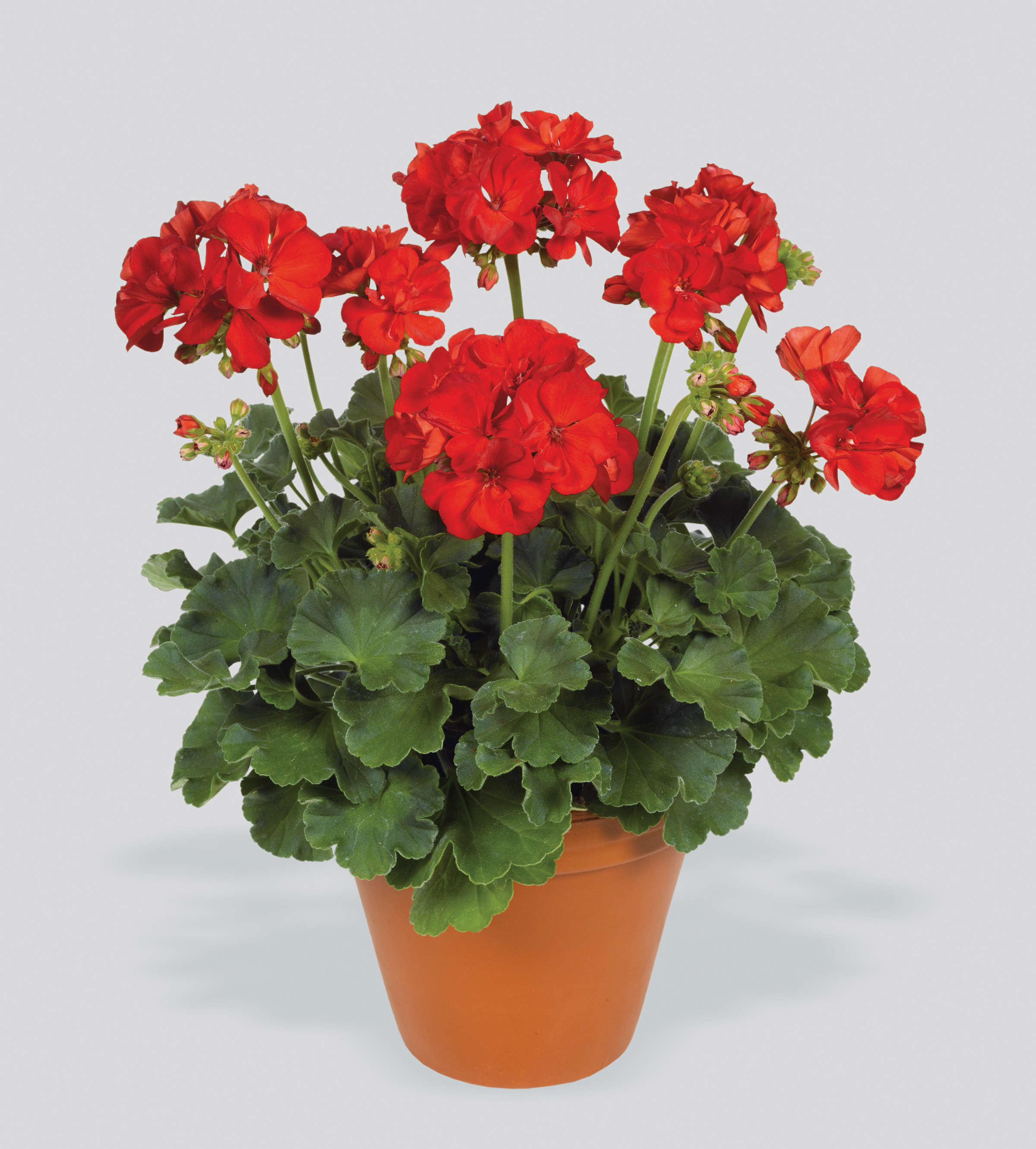 Westhoff pelargonium-elanos-scarlet-red-001