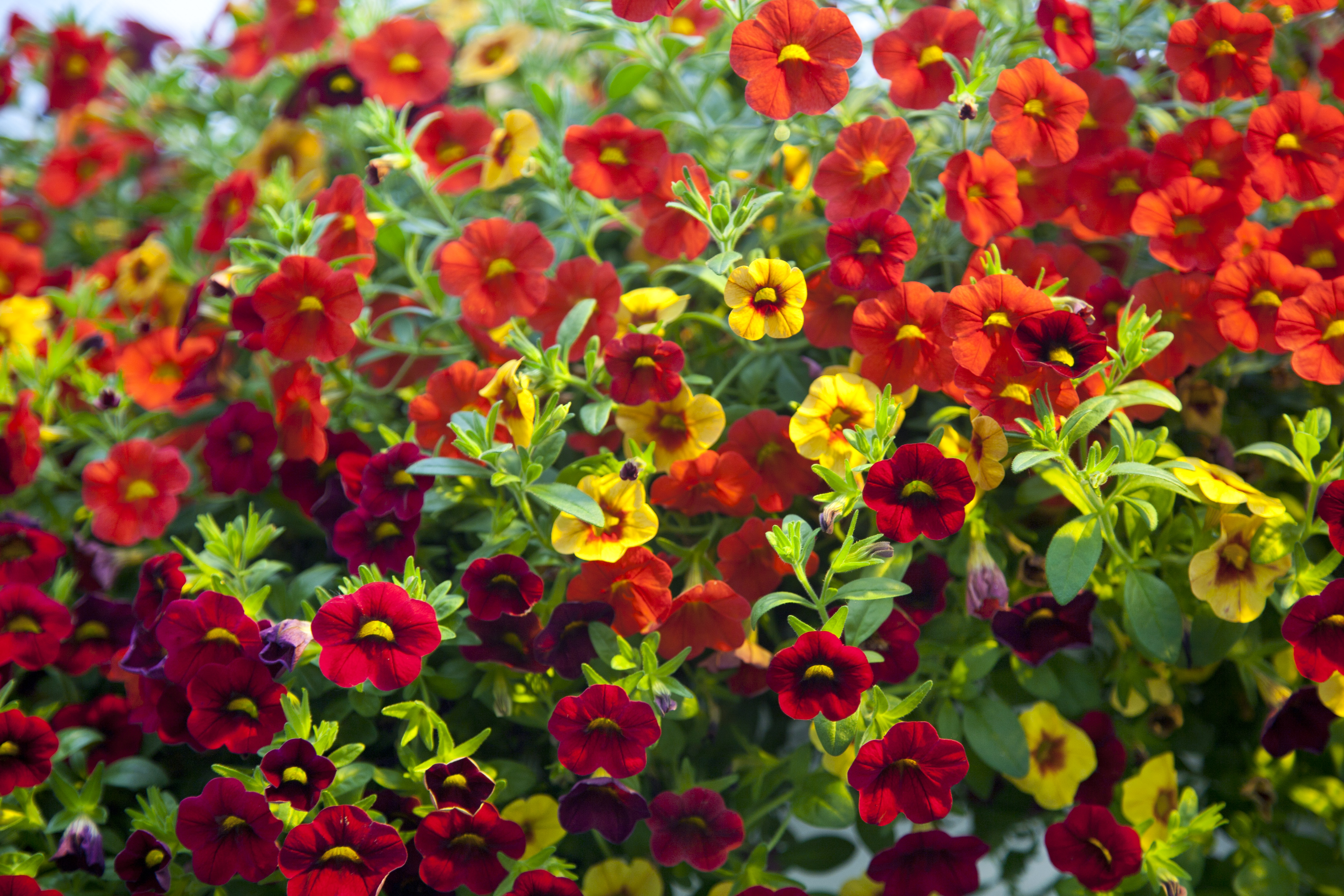 Westhoff calibrachoa-celebration-karneval-vulcano