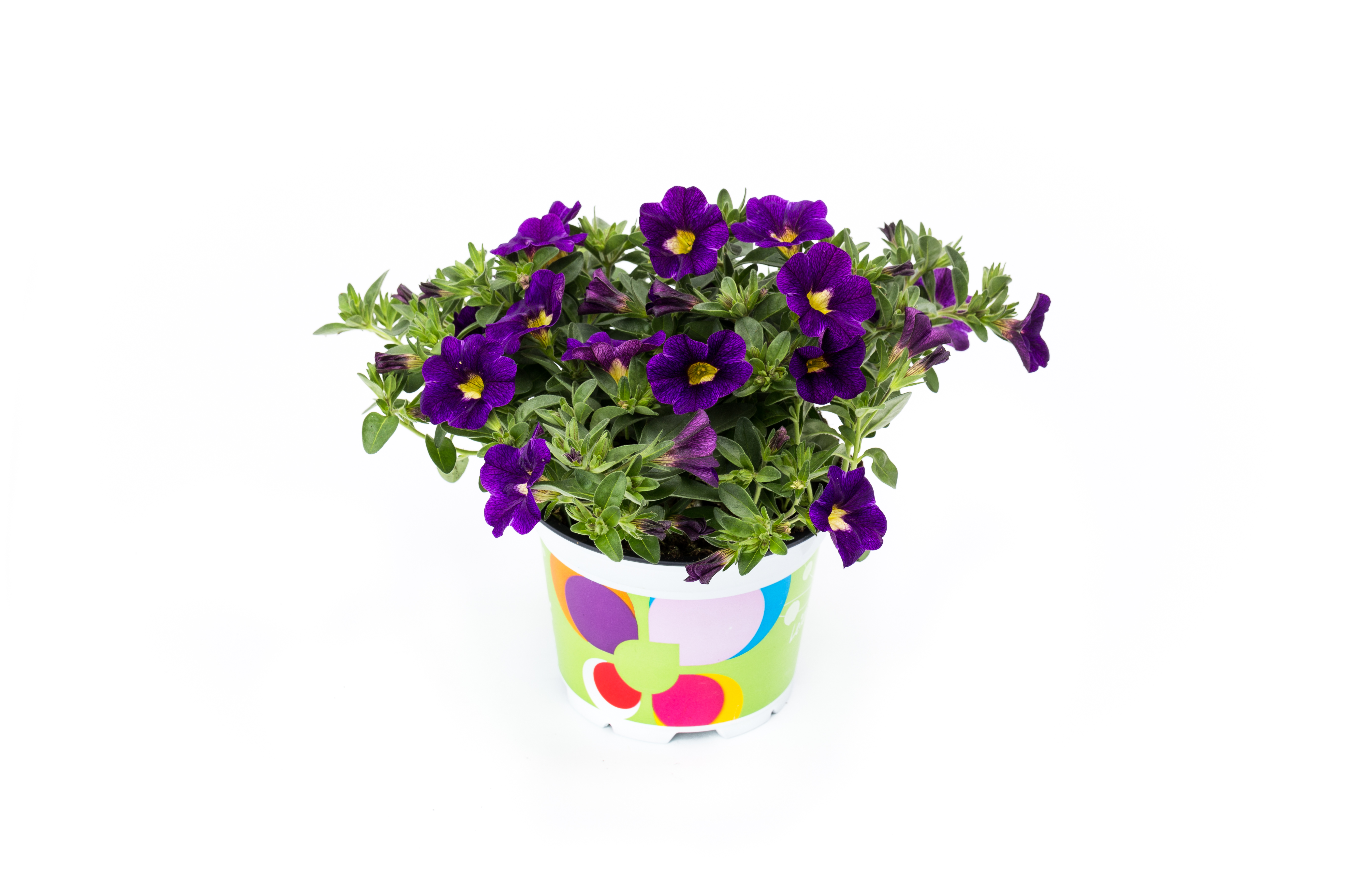 Westhoff Calibrachoa-Calitastic-Dark-Violet-201