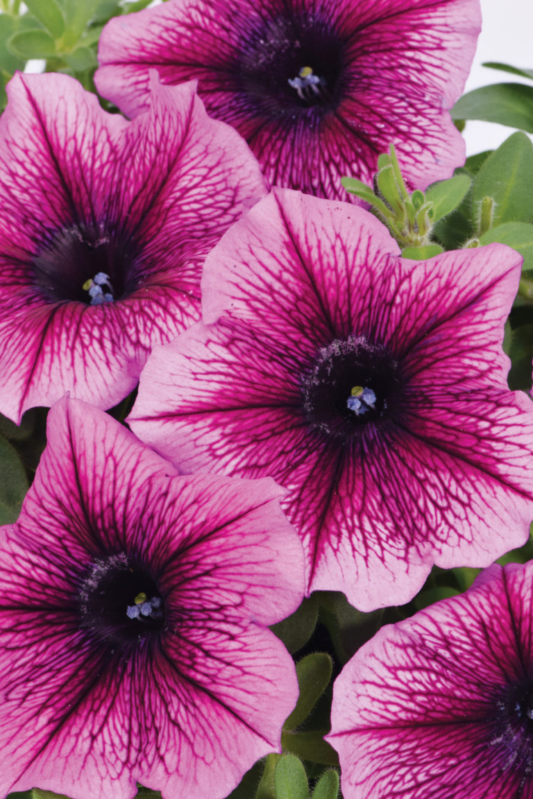 Westhoff petunia-perfectunia-curacao-001