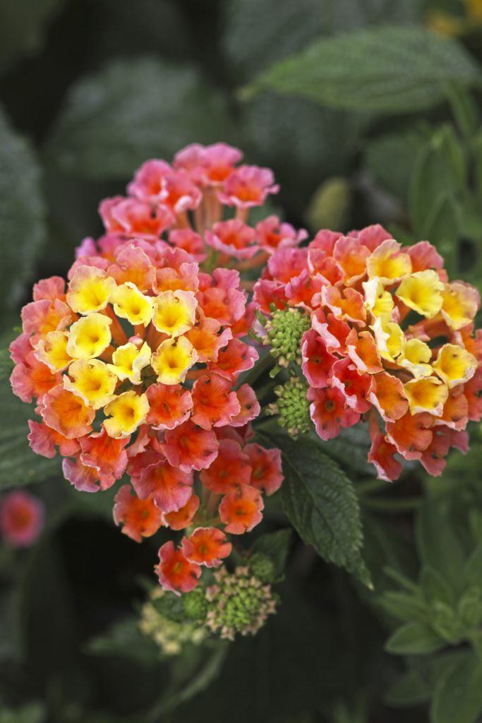 Westhoff lantana-nectar-peach-001