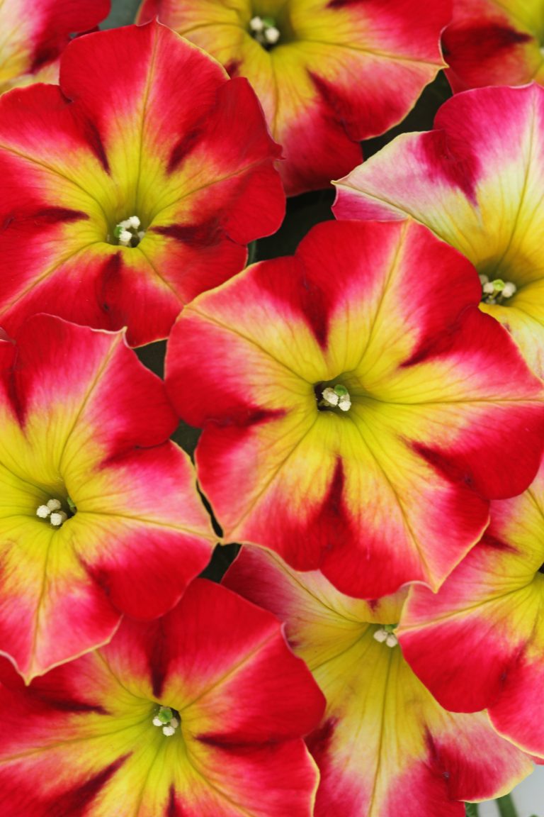 Westhoff petunia-crazytunia-roulette