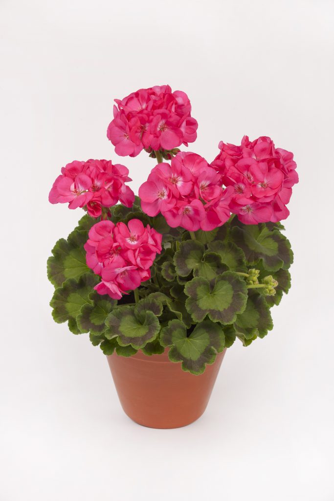 Westhoff Elanos® Dazzling Pink