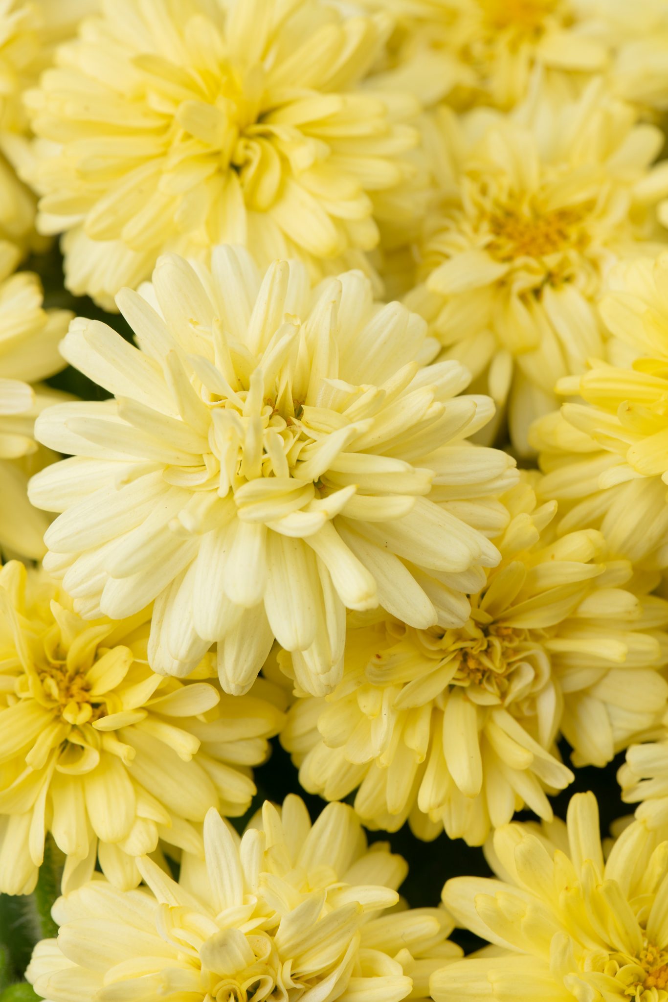 Westhoff Argyranthemum_Boost_Yellow_001