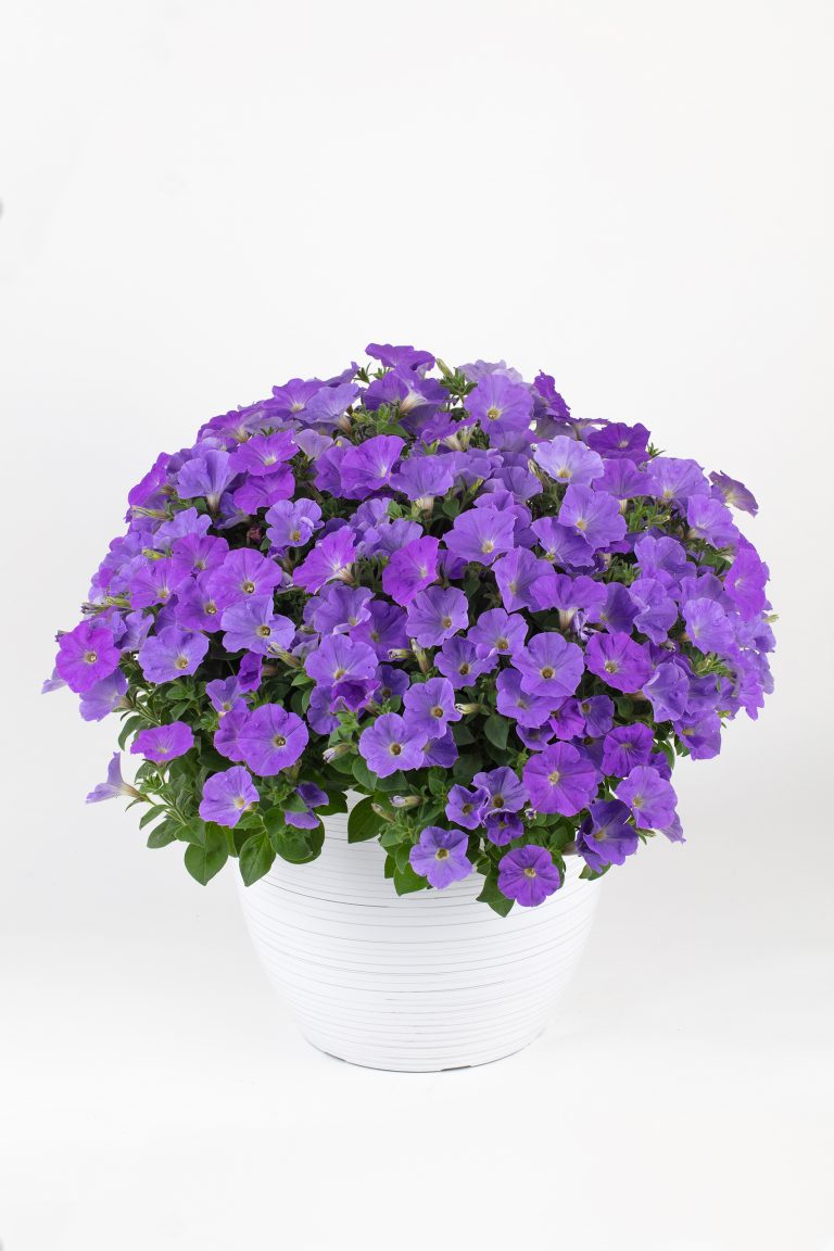 Westhoff Petunia_Perfectunia_Sky_Blue_004