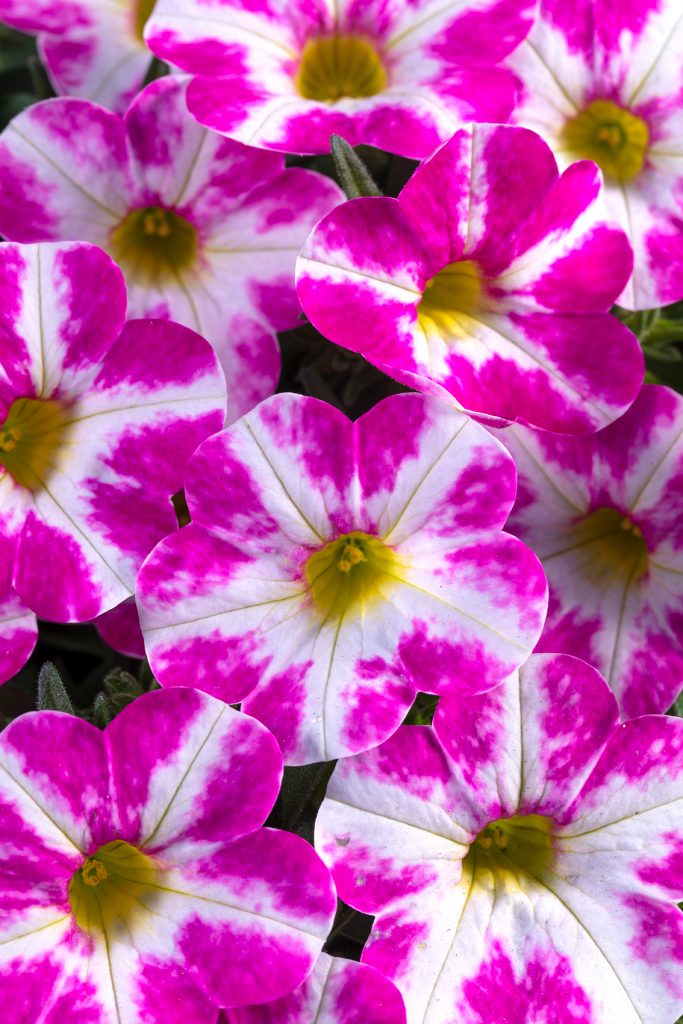 Westhoff Calibrachoa-Candy-Shop-Milky-Pink-001