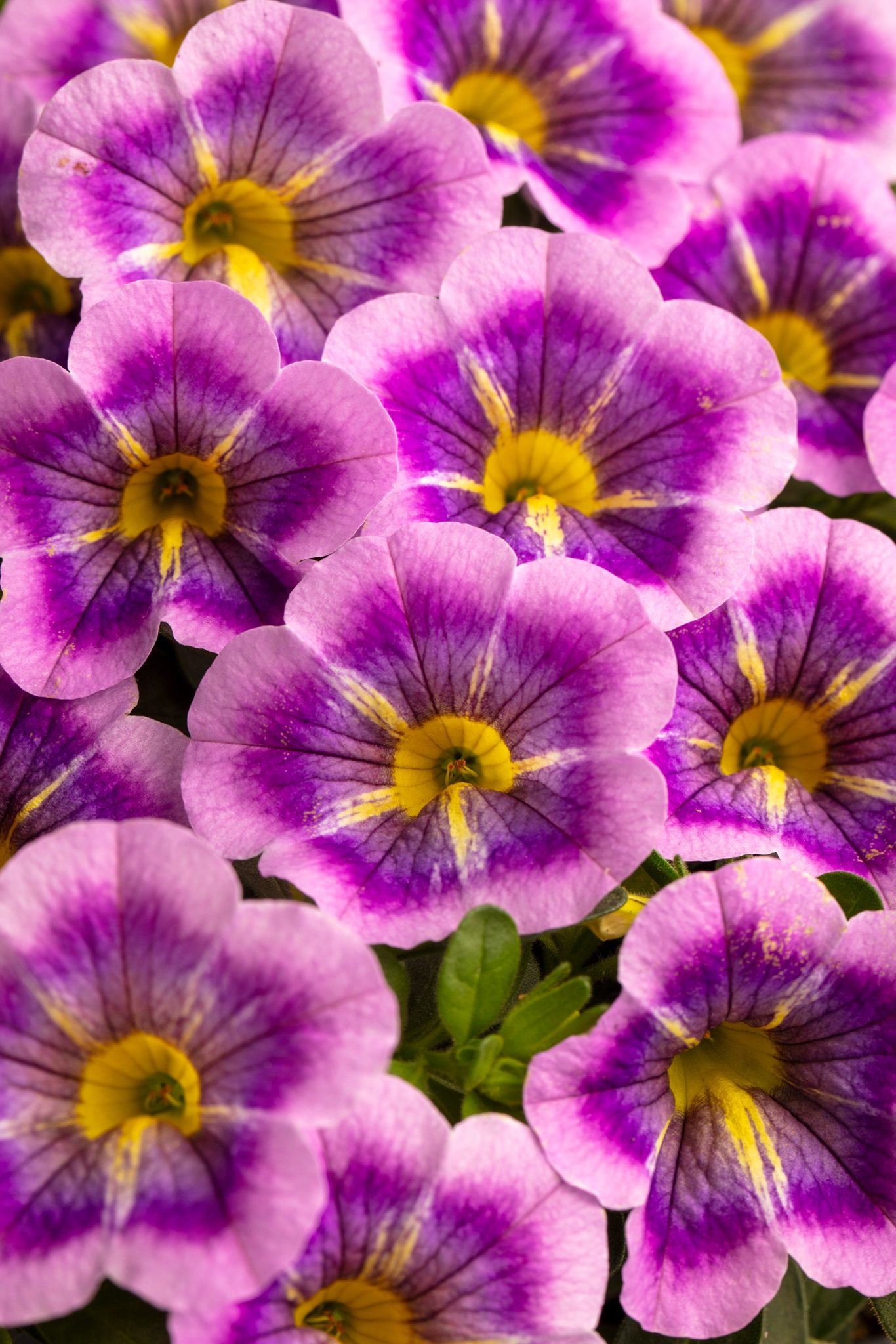 Westhoff Calibrachoa Caliloco Dreamland