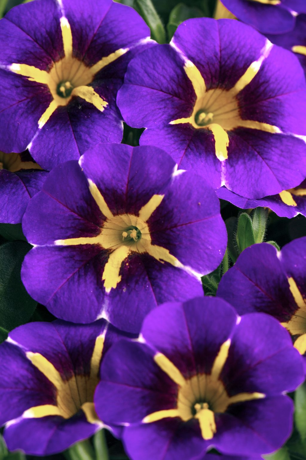 Westhoff Calibrachoa Caliloco Starfire Blue