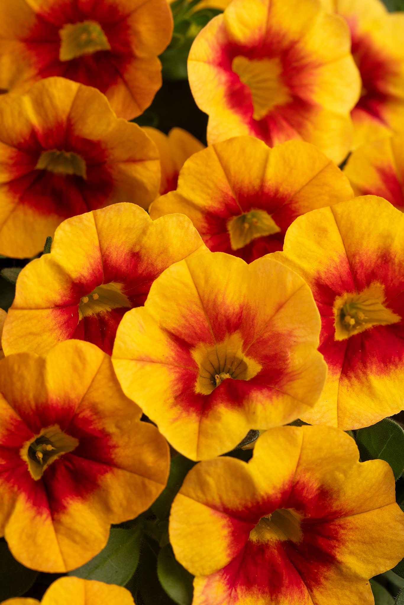 Westhoff Calibrachoa Calitastic Sunset