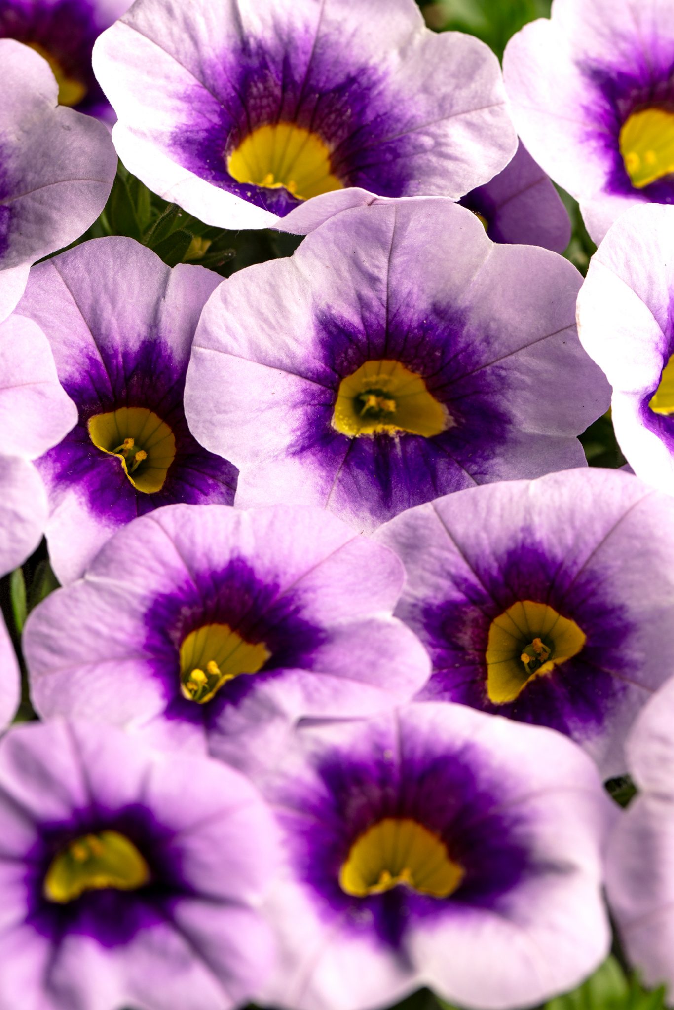 Westhoff Calibrachoa Eyecatcher Blue