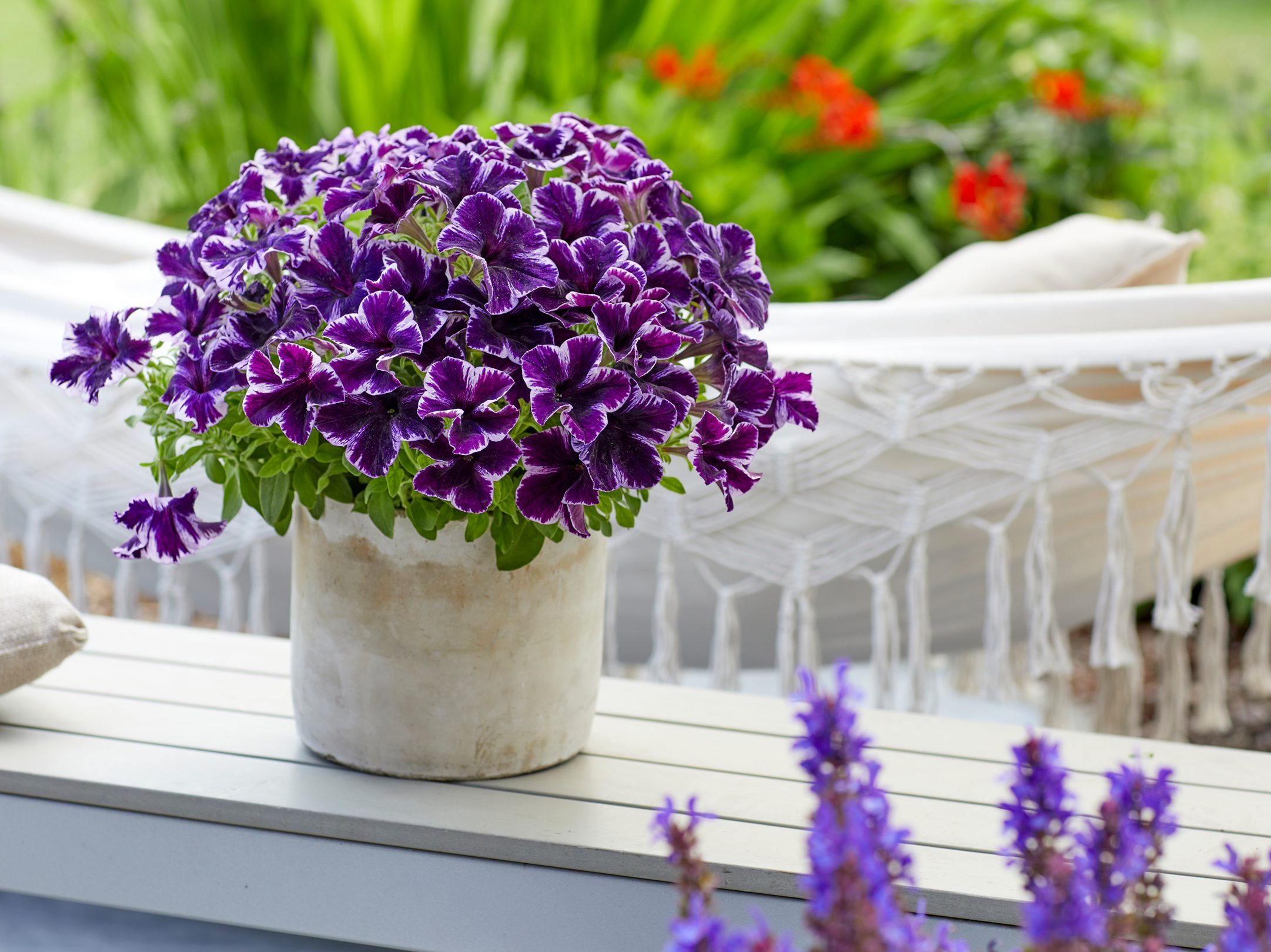 Petunia Crazytunia Cosmic Violet