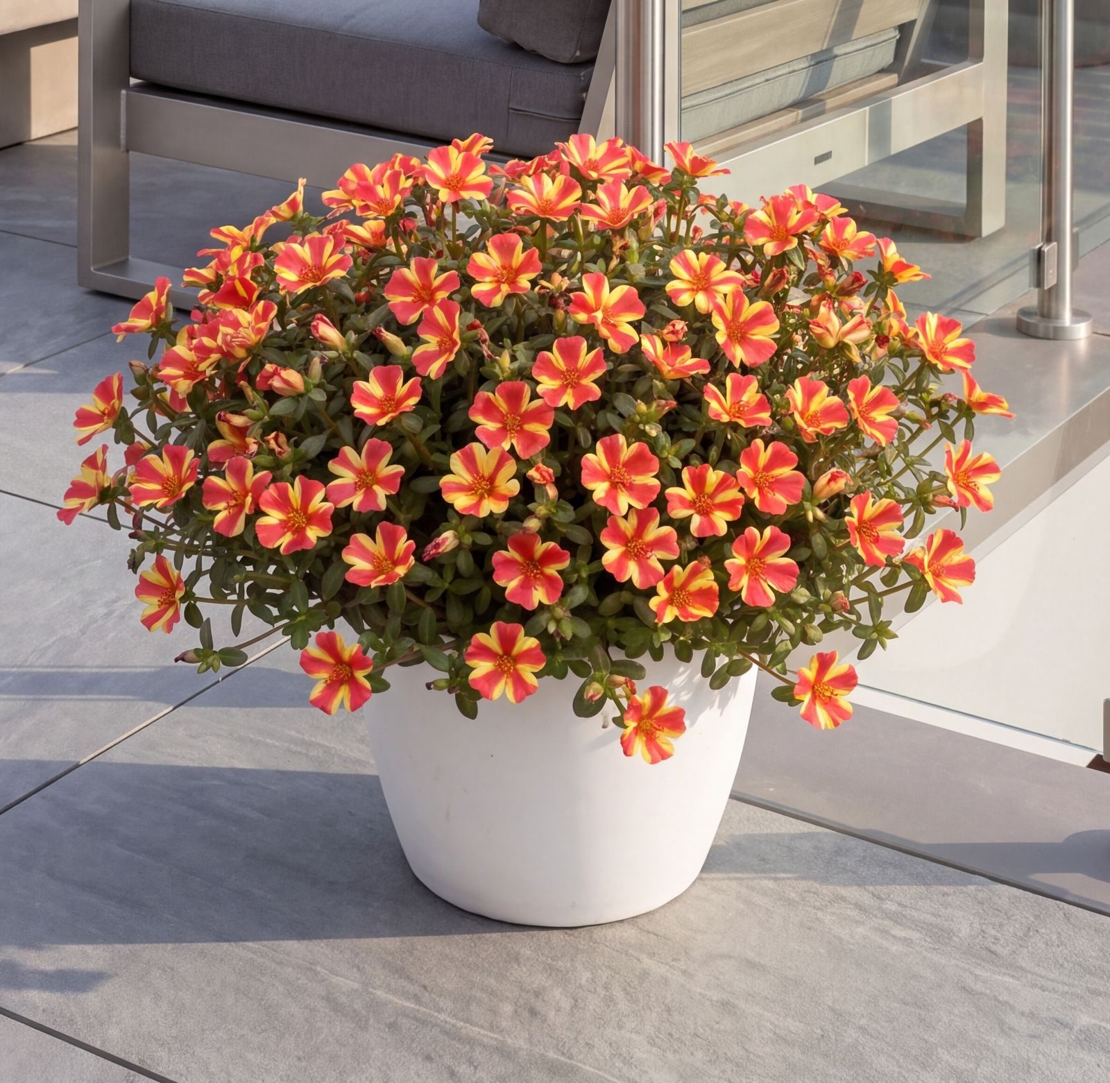 Portulaca